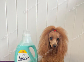 Miniature/Toy Red Goldendoodle dna clear