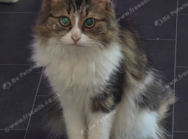2 lovely cats for sale