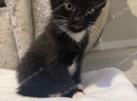 3 beautiful kittens left 1 boy 2 girls