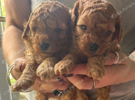 Stunning 100% red Tiny toy poodles