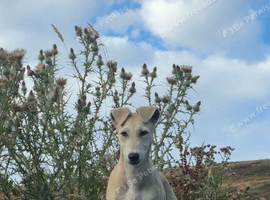 Saluki collie grey