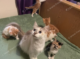 Siamese kittens in need of a forever home