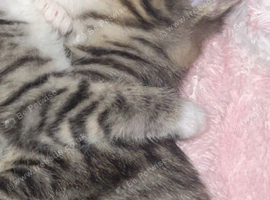 Male tabby kitten