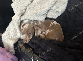 Beautiful 5-Month-Old Isabella Miniature Dachshund Looking for Her New Home