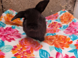3 mini lop buck ready to reserve at 5 weeks old