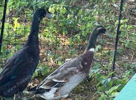 2 runner duck drakes looking for new home