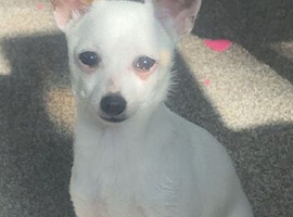 Chihuahua girl