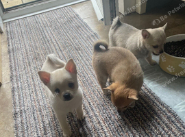 Pomchi puppies