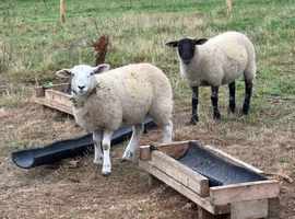 Pet sheep