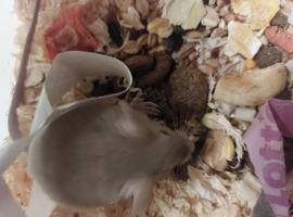Siamese mice