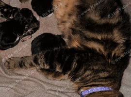 3 kittens for Sale