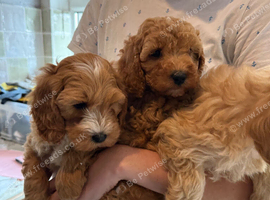 Cavapoo pups