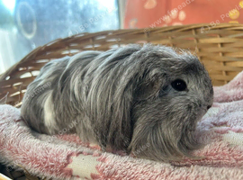 Coronet boy guinea pig
