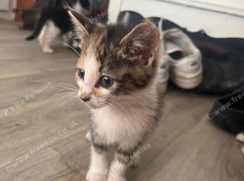 Mixed kittens