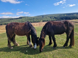 2 Year Old Friesian X Cob X ID Colts