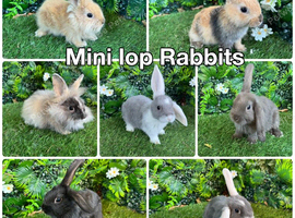 Mini lop babies