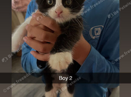 Kittens for sale 3 girls 2 boys