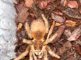 Stunning ( Sub Adult Tarantula & Asian Scorp ) for sale &pound;60