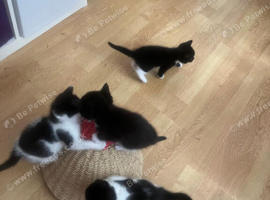 Cross ragdoll kittens 1 male 3 female