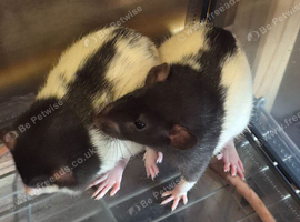 4 baby fancy rats for sale lovely markings