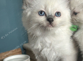 GCCF beautiful ragdolls