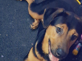 8 month german shepherd cross rottweiler