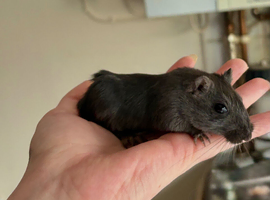 2 Mongolian gerbils