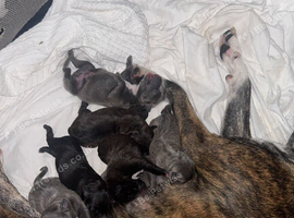 Male puppy