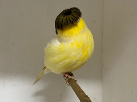 Gloster canary hen