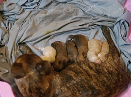 Puppies