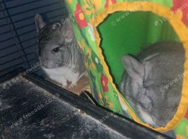 Chinchillas