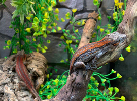Red Stripe Gargoyle Gecko at Birmingham Reptiles