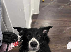 4 year old black and white border collie for stud only