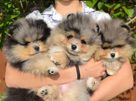 Adorable Pomeranian Puppies &ndash; 1 Boy & 2 Girls Available