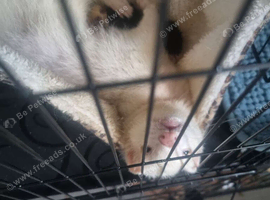 2 ferrets pet only