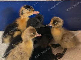 Ducklings