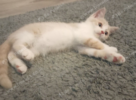 Cream and white British girl ready now