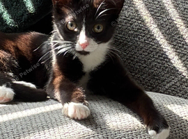 Kitten - tuxedo girl