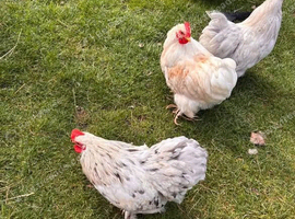 6 roosters for rehome, 3 pekin bantams 3 seramas