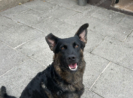 german shepherd x malinois