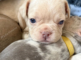 Adorable Litter of French Bulldog Puppies