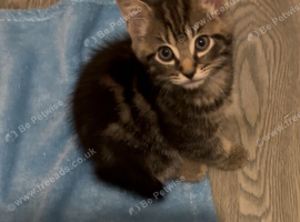 1 Beautiful Tabby Kitten left