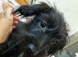 Jackapoo for sale collection only
