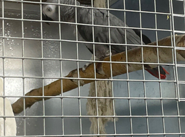 Breeding male proven