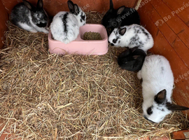 Beautifully coloured lion head rabbits