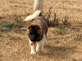 KC American Akita