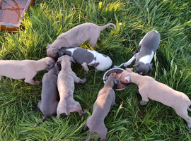 6 gorgeous whippet pups
