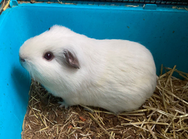 Male Guinea pig