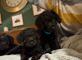 Borderpoo Pups (Border terrier x Miniture poodle)
