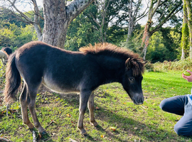Gorgeous Miniature Filly